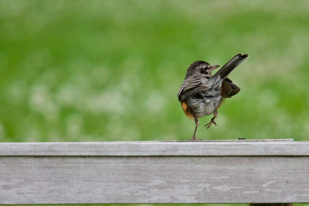 bird brown bird on grey wooden fence selective focus photography rye